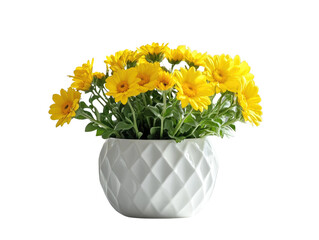 Bright Yellow Flowers in Elegant White Ceramic Pot on White Background