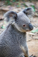 The koala (Phascolarctos cinereus) is an arboreal herbivorous marsupial native to Australia.