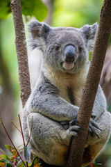 Naklejka premium The koala (Phascolarctos cinereus) is an arboreal herbivorous marsupial native to Australia.