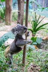 The koala (Phascolarctos cinereus) is an arboreal herbivorous marsupial native to Australia.