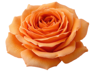 Beautiful Orange Rose Bloom with Delicate Petals and Soft Texture