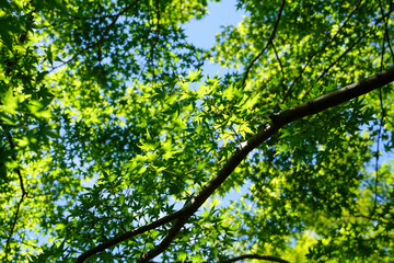 Obraz premium 京都の洛北の仏教寺院の参道の風景