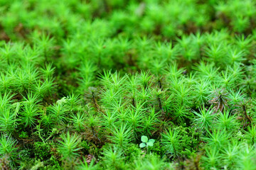 庭を被う緑のスギゴケ