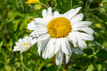 Fototapeta premium Daisy flower bloom on a meadow, close-up. Camomile flower. Chamomiles with white petals in grass for poster, calendar, post, screensaver, wallpaper, banner, cover, website. High quality photo