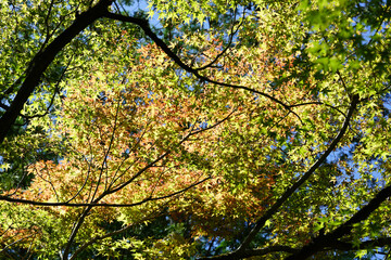 Obraz premium 秋の気配が感じられる日本楓