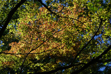 秋の気配が感じられる日本楓