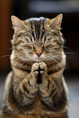 a cute cat praying to god, banner for a religious organization church temple