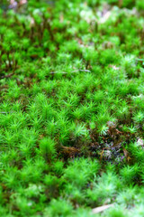 庭を被う緑のスギゴケ