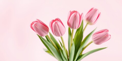 Fototapeta premium A Delicate Bouquet of Five Pink Tulips on a Soft Pink Background