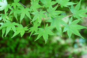 Fototapeta premium 庭を彩る緑の楓