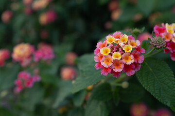 Blooming Lantana flowers, close-up Flowering plant Spanish flag for publication, design, poster, calendar, post, screensaver, wallpaper, postcard, banner, cover, website. High quality photo