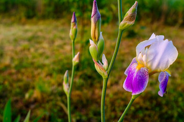 Fototapeta premium Bloom iris flower on blurred background for publication, design, poster, calendar, post, screensaver, wallpaper, postcard, banner, cover, website. Iris orchid, close-up. High quality photo