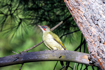 European Green Woodpecker (Picus viridis) - Found in European Woodlands and Madrid's Casa de Campo
