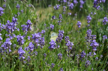 Fototapeta premium Colorful butterfly resting among vibrant lavender flowers in a serene garden setting butterfly, lavender, flowers, garden, bloom, insect, nature, serene, purple, sunlight, blooming, green, tranquil, 