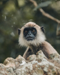 purple faced langur also known as the Sri Lanka black monkey, is a species of old-world monkey that endemic to Sri Lanka.