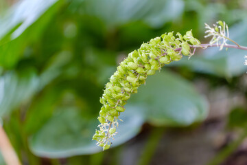 鮮やかな緑の花序の美しさ