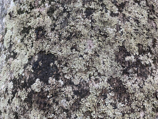 Lichen on the bark of a tree. Tree trunk affected by lichen. Moss on a tree branch. Textured wood surface with lichens colony. Fungus ecosystem on trees bark. Common orange lichen. Soft focus