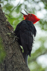 Giant Woodpecker Magellanicus taps on a tree trunk in Patagonia on the border with Tierra del Fuego between Argentina and Chile