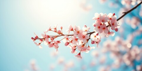Obraz premium Delicate Pink Blossoms on a Branch, Illuminated by Sunlight Against a Clear Blue Sky