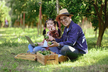 The orchard owner's workers are happily tending the orange grove and picking oranges in the orange field.