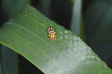Marienkäfer, Sechzehnpunkt-Marienkäfer, Tytthaspis sedecimpunctata