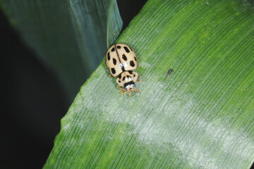 Marienkäfer, Sechzehnpunkt-Marienkäfer, Tytthaspis sedecimpunctata