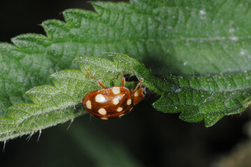 Vierzehntropfige Marienkäfer; Blattfloh-Marienkäfer; Calvia quatuordecimguttata