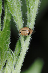 Nadelbaum-Marienkäfer, Berg-Marienkäfer,  Aphidecta obliterata