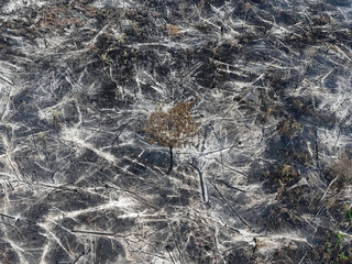 Drone View of Tropical Forest Showing the Impact of Fire