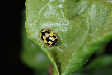 Vierzehnpunkt-Marienkäfer,  Schachbrett-Marienkäfer, Propylea quatuordecimpunctata
