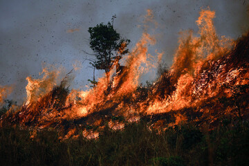 Drone View of a Large Wildfire Burning Through a Field and Forest