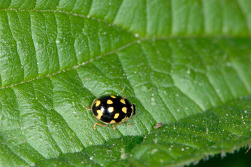 Vierzehnpunkt-Marienkäfer,  Schachbrett-Marienkäfer, Propylea quatuordecimpunctata