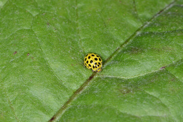 Marienkäfer, Zweiundzwanzigpunkt-Marienkäfer, Psyllobora vigintiduopunctata