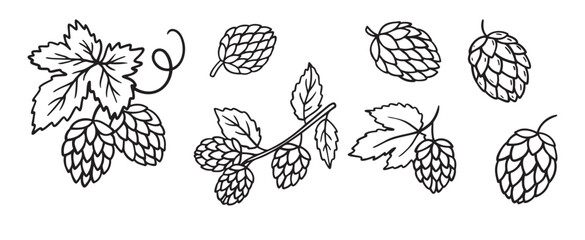 Hand drawn Hops doodle hand drawn icon set. Outline drawing hop branch with leaves and cones for beer line clipart symbol collection.