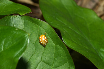 Sechzehnfleckiger Marienkäfer, Halyzia sedecimguttata