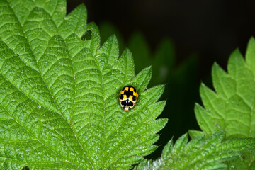 Vierzehnpunkt-Marienkäfer,  Schachbrett-Marienkäfer, Propylea quatuordecimpunctata