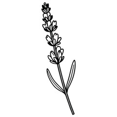  french lavender black and white silhouette vector illustration lavender herb silhouette, botanical black and white, floral line art.