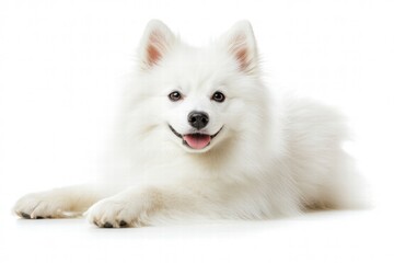 Adorable White Puppy Lying Down