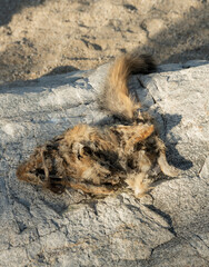 Obraz premium Dead Desert Fox Dries On Rock In Wash