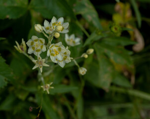 Daylight Fades Over Death Camas Blooms