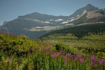 Fireweed Line The Trail Near Brown Pass In Glacier