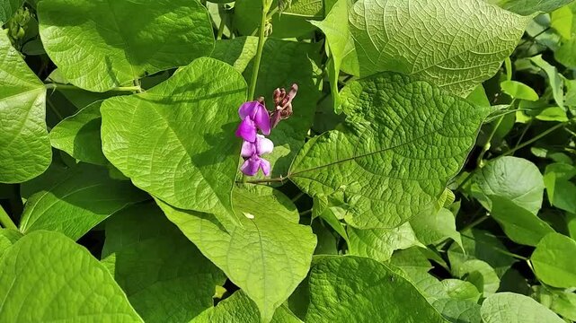 Seim hyacinth, Lablab purpureus, valor shelling bean flower