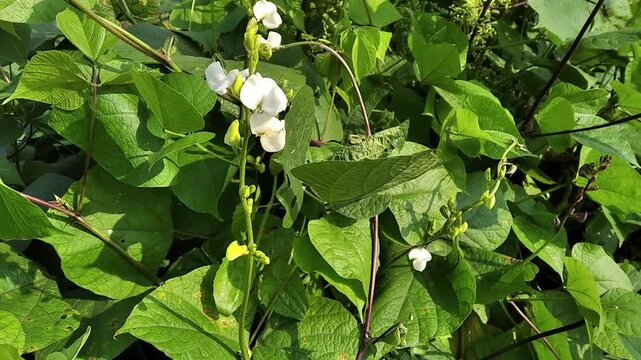 Seim Lablab purpureus valor shelling bean flower with leaf