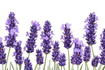 Lavender Flowers Border on White Background