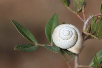 close up of a snail in nature