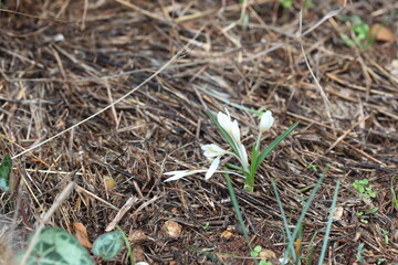 wild crocus sp in mediterranean