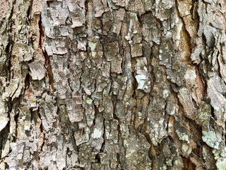 Bark pattern is seamless texture from tree. For background wood work, Bark of brown hardwood, thick bark hardwood, residential house wood. nature, trunk, tree, bark, hardwood, trunk, tree, trunk