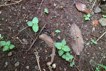 Several shoots of plants with fresh green leaves on dark brown soil