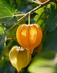 Ripe Green Gooseberries on Branch, Sunlight, Summer, Garden, Nature