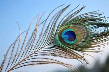 Obraz premium peacock feather close up
